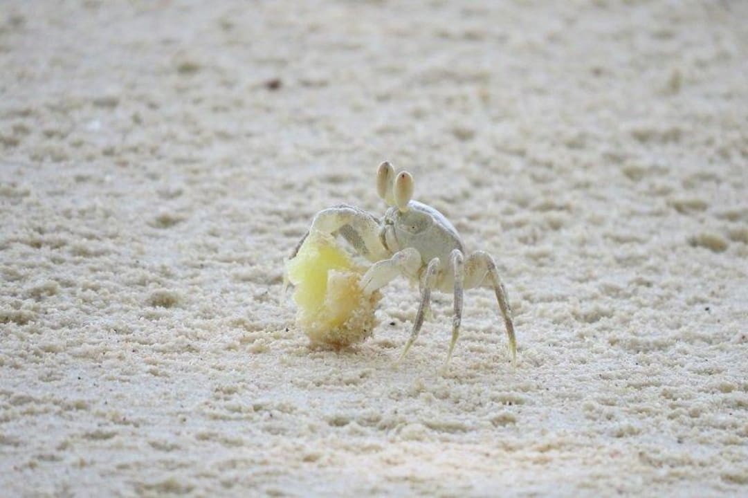 Viel Arbeit am Stand Kuramathi Maldives