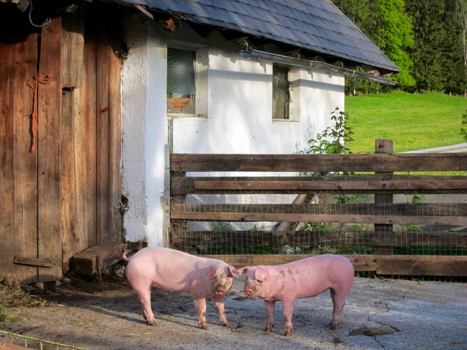 Die Hofschweine Familienbauernhof Grossgrub