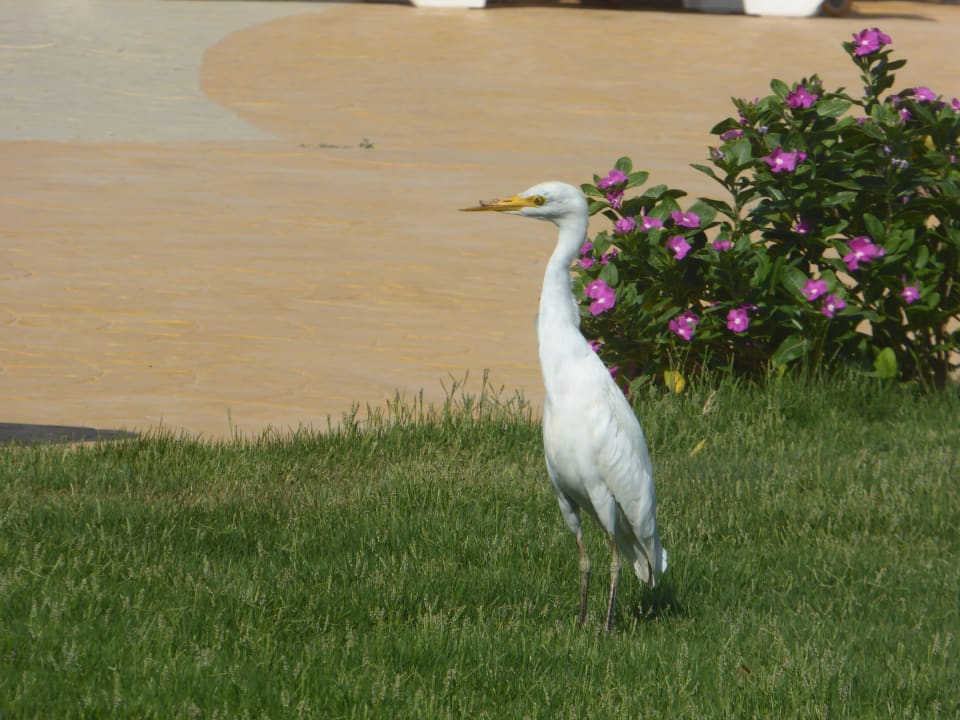 Gartenanlage Old Palace Resort Sahl Hasheesh