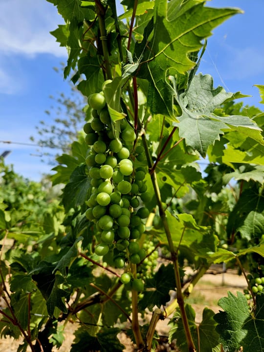 Gartenanlage Creta Maris Resort