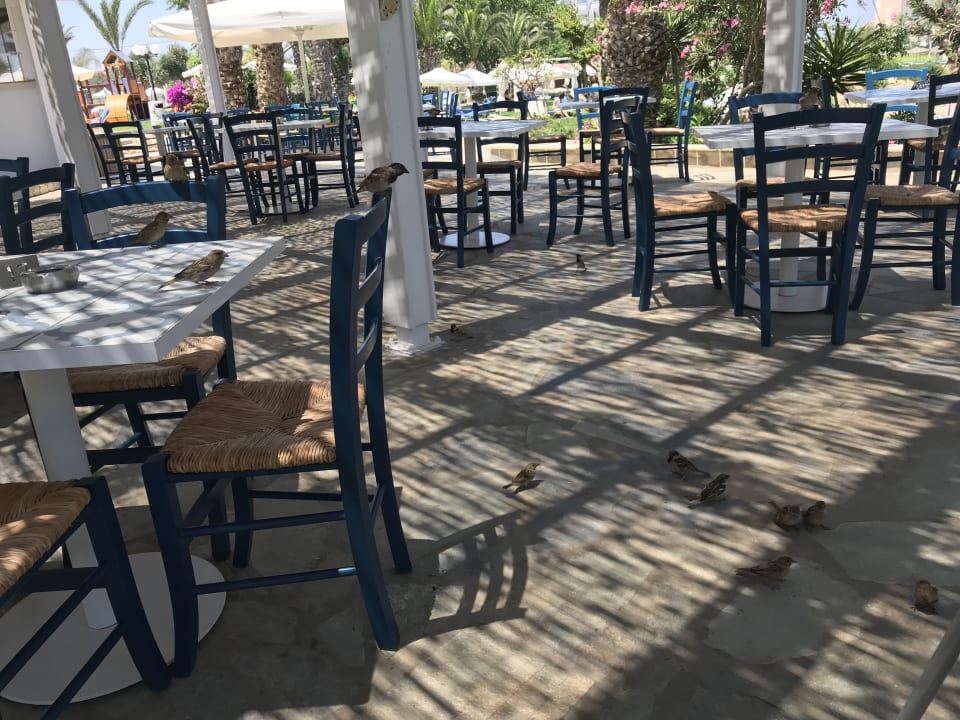 Gastro Crystal Springs Beach Hotel