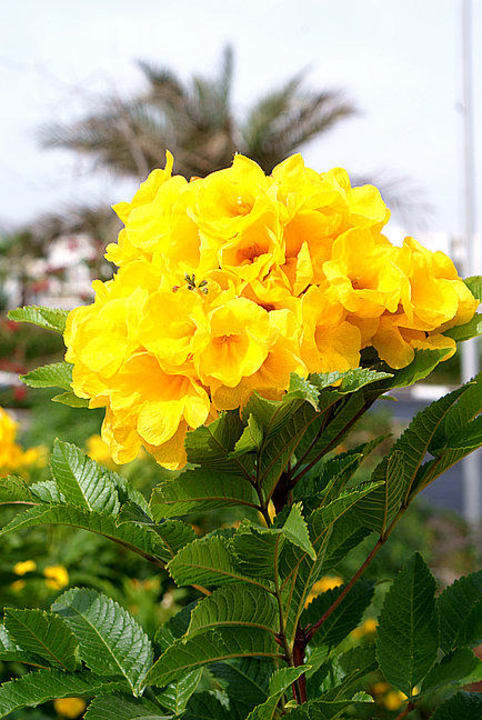 Blühender Strauch Garten Ghazala Beach Hotel Ghazala Beach