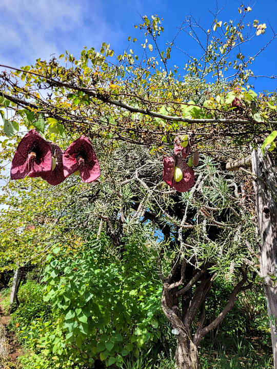 Gartenanlage Hotel Casa Velha do Palheiro