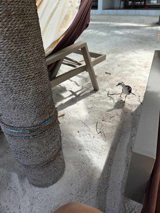Sonstiges Hotel Riu Atoll