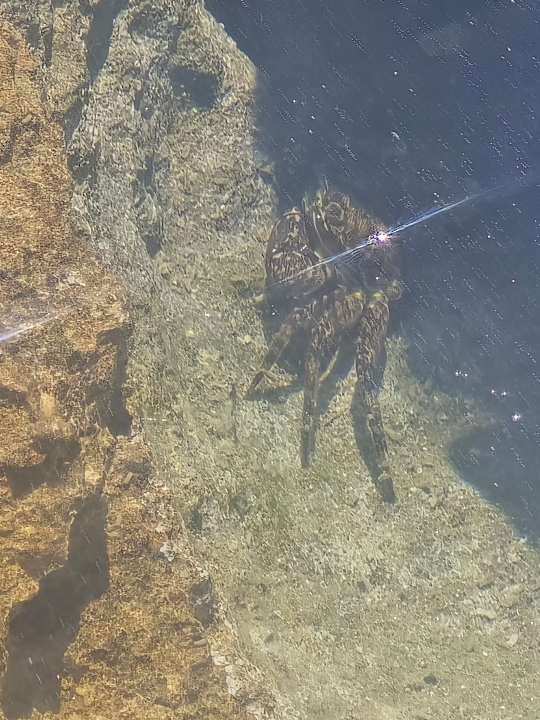 Strand Crystal Springs Beach Hotel