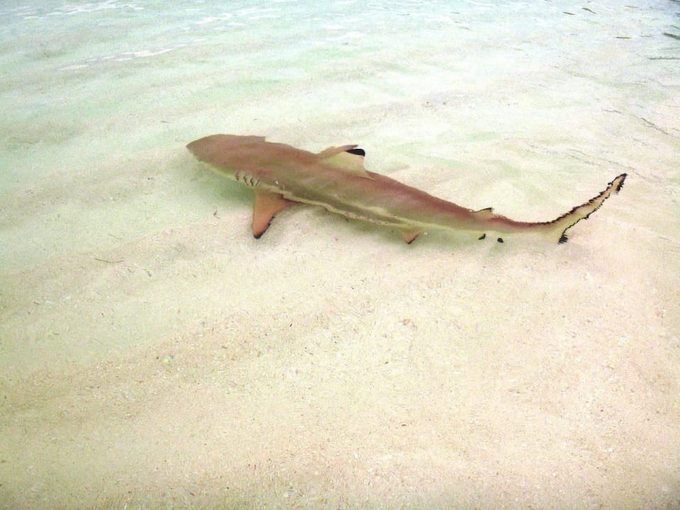 Strand Lagune Seite Kuredu Island Resort & Spa