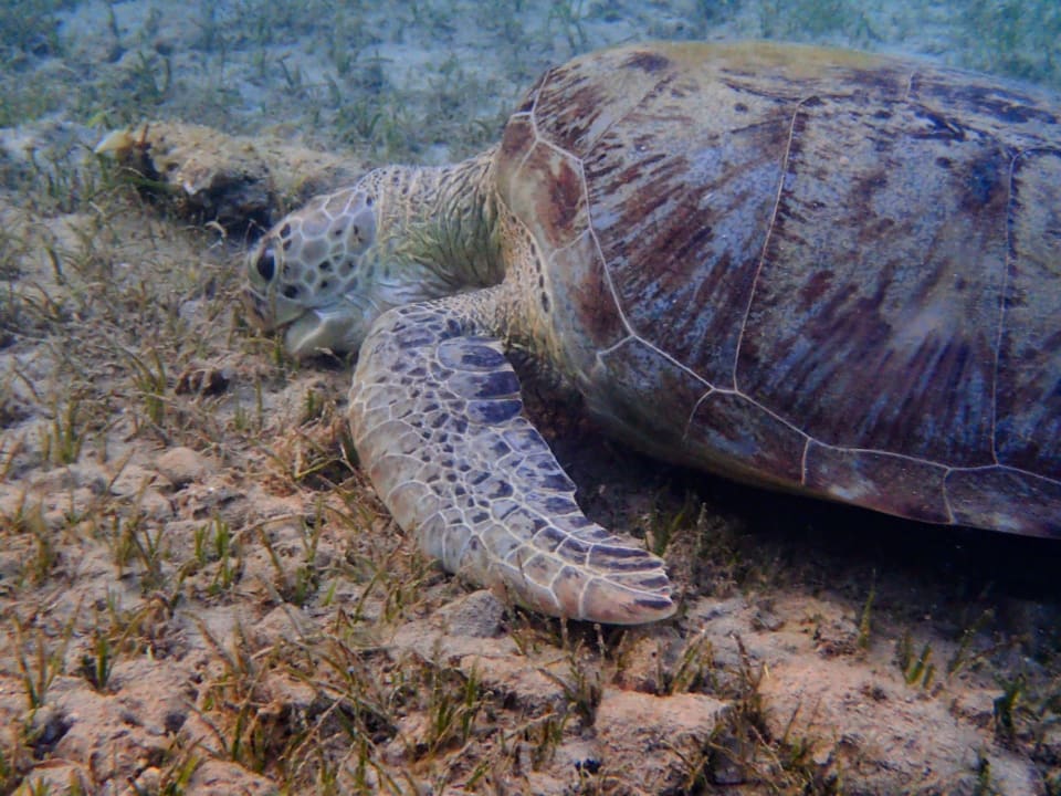 Sport & Freizeit Shams Alam Beach Resort