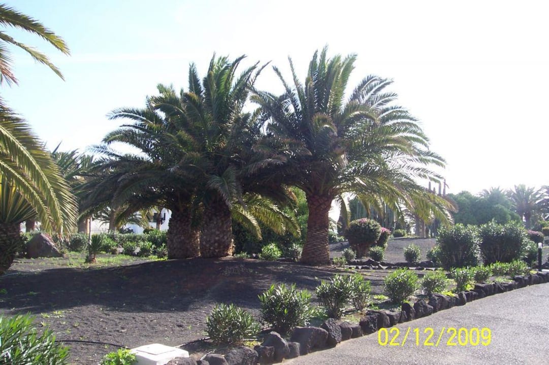 Garten Riu Olivina Relaxia Olivina