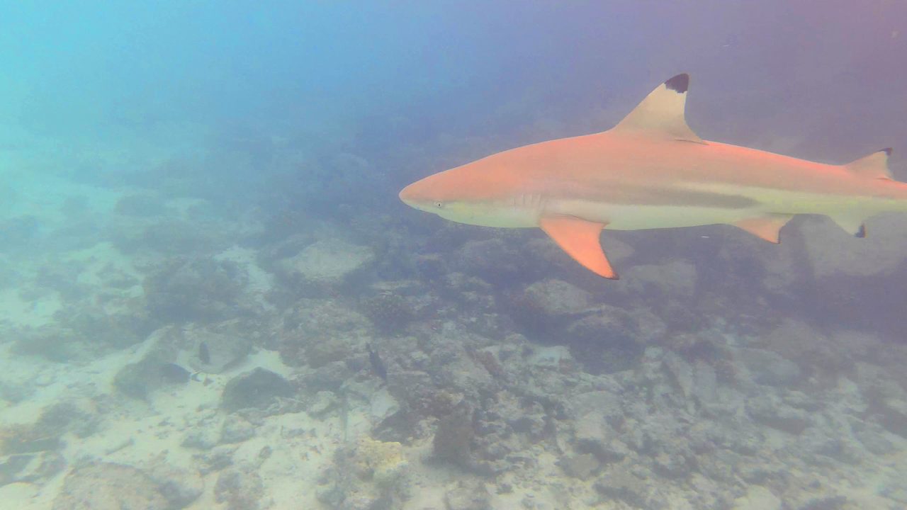 Sport & Freizeit Summer Island Maldives