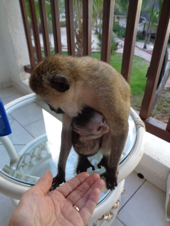 Vertrauen ... Hotel Southern Palms Beach Resort