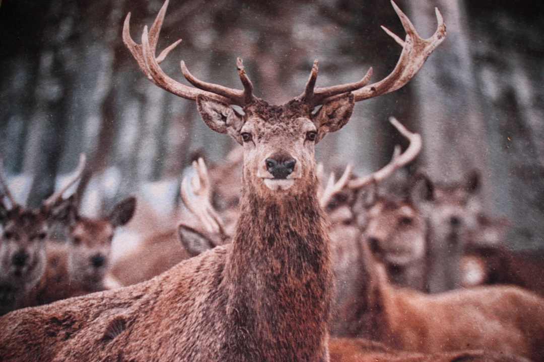 Wir haben großen Wert auf die Deko gelegt. Ferienhaus HarzZauber