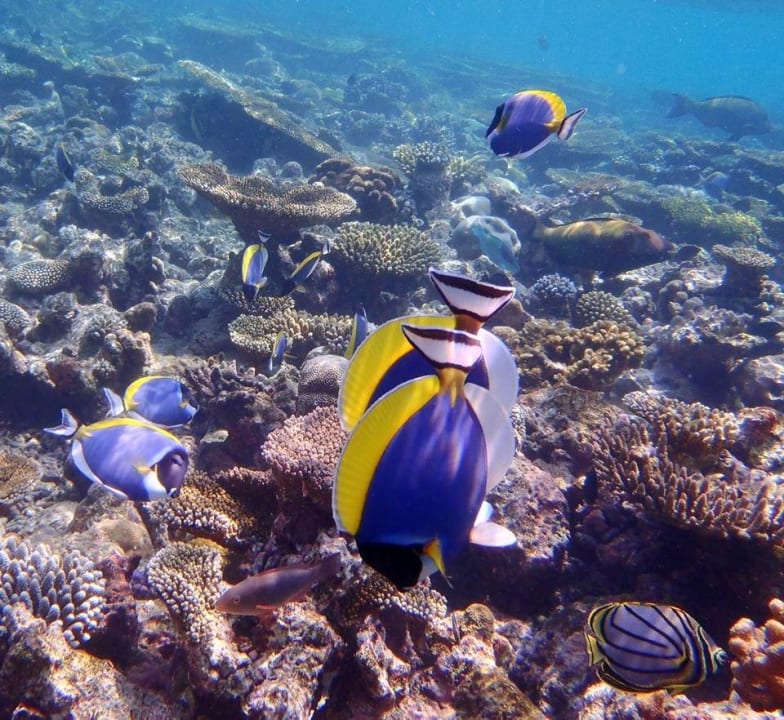 Beim Hausriff Meeru Maldives Resort Island