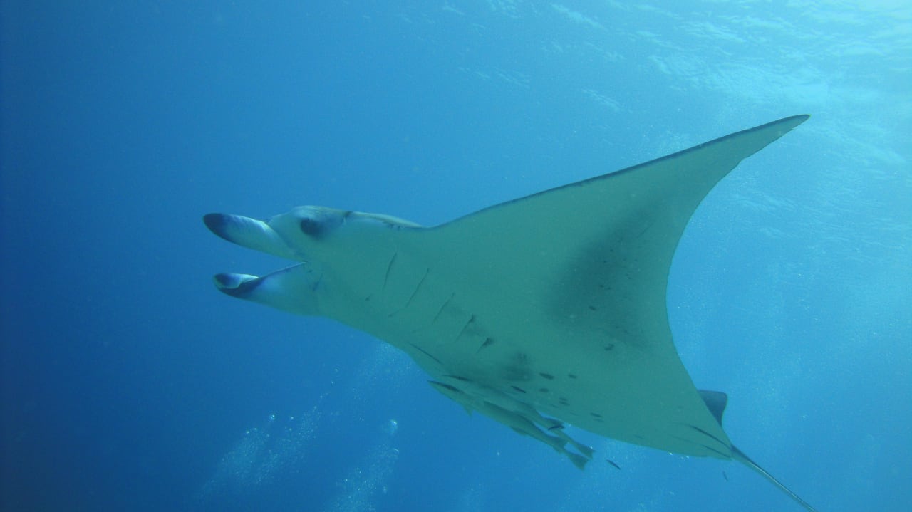 Manta Outrigger Maldives Maafushivaru Resort