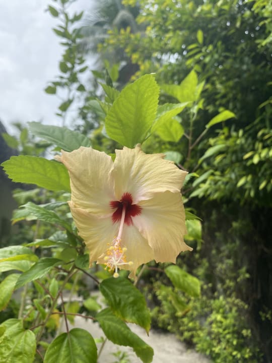 Gartenanlage Thulhagiri Island Resort