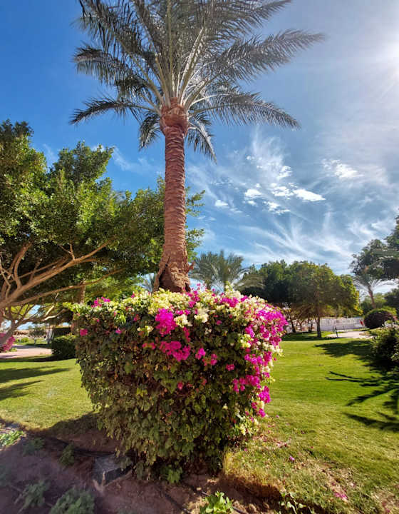 Gartenanlage Desert Rose