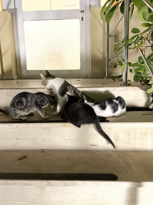 Sonstiges Hotel Kalithea Horizon Royal