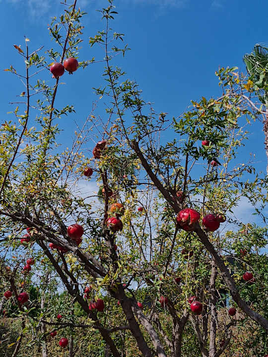 Gartenanlage Adalya Elite Lara