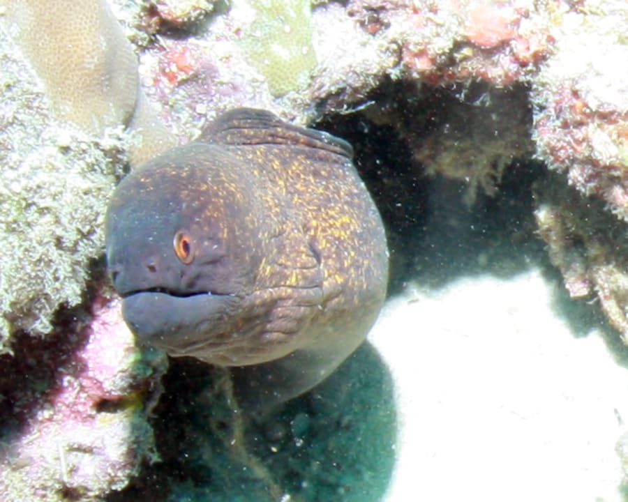 Sport & Freizeit The Manta Resort