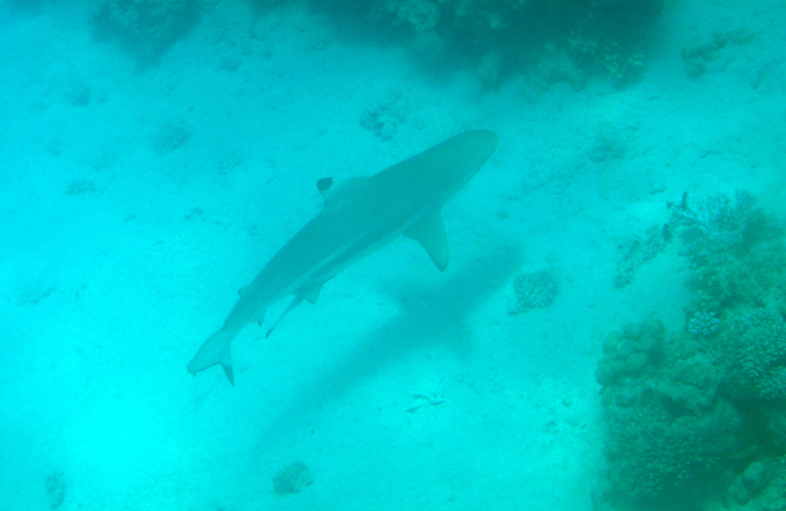 Strand Lahami Bay Beach Resort