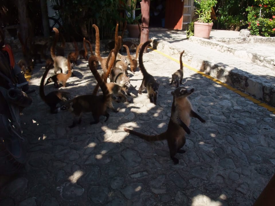 Sonstiges Akumal Bay Beach & Wellness Resort