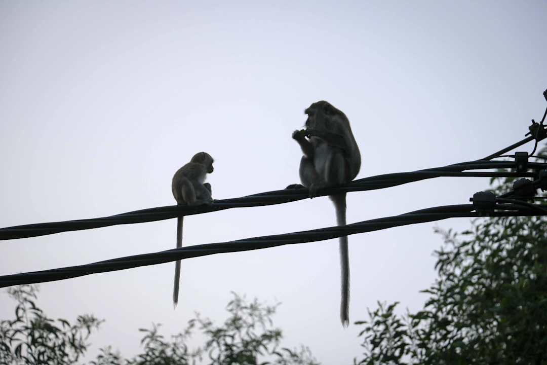 Tierische Besucher Hotel Tanjung Inn Villa de Fedelia
