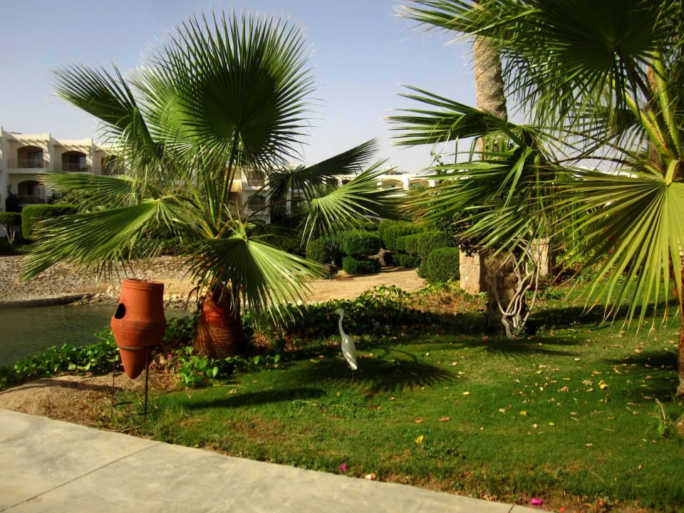 Ein Kuhreiher, in aller Ruhe... Brayka Bay Resort