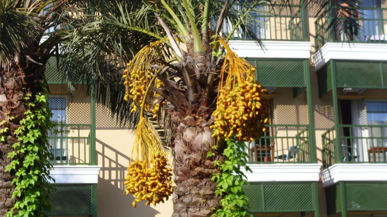 Dattelpalme Crystal Paraiso Aqua Collection