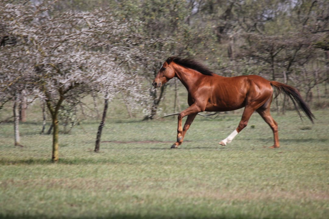 Horse ride  Mount Longonot Lodge
