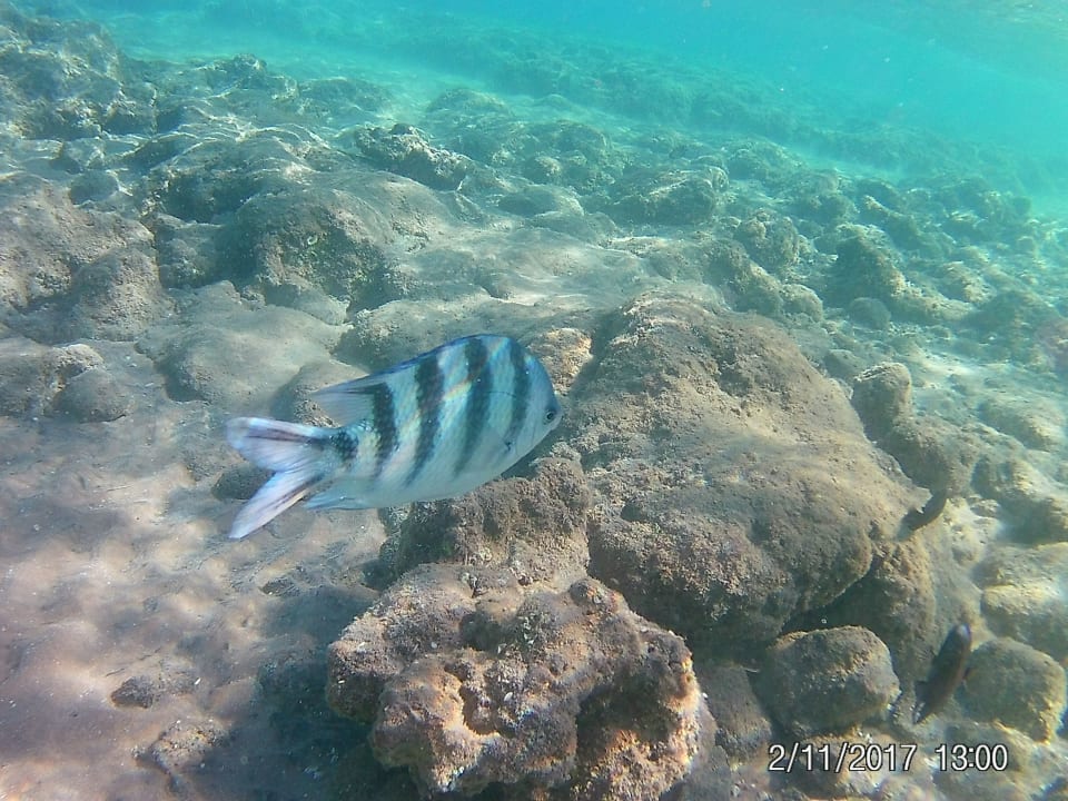 Hausriff Beach Albatros Beach Albatros Resort