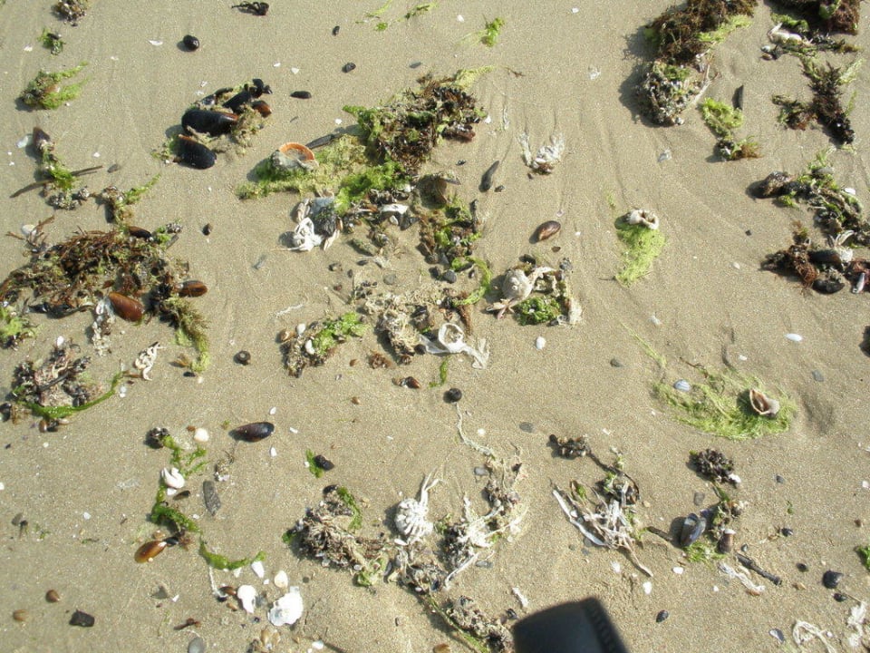 Schmutziger Strand Hotel Zornitza Sands