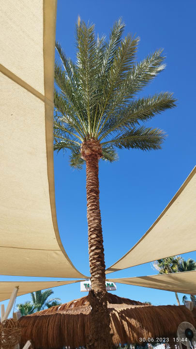 Gartenanlage Desert Rose