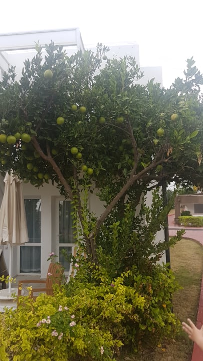 Gartenanlage Monachus Family Resort Sorgun