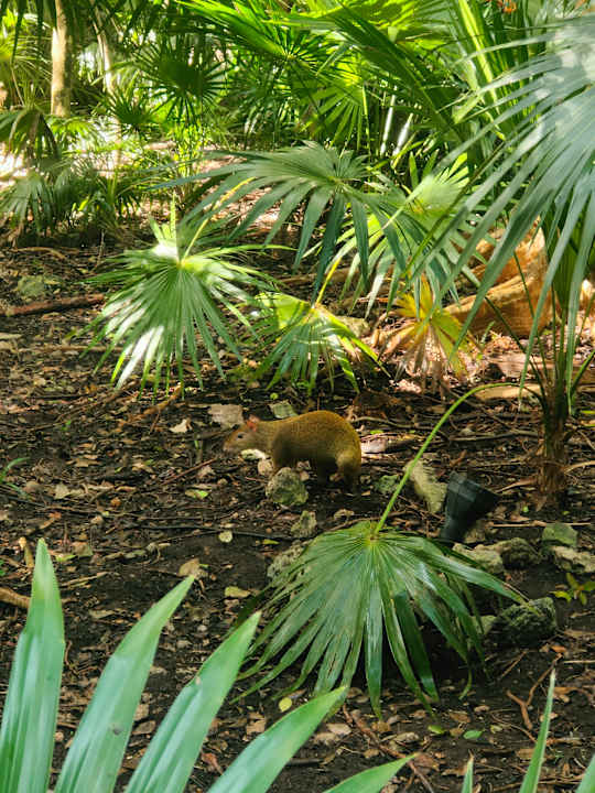 Gartenanlage Catalonia Royal Tulum Beach & Spa Resort - Adults only