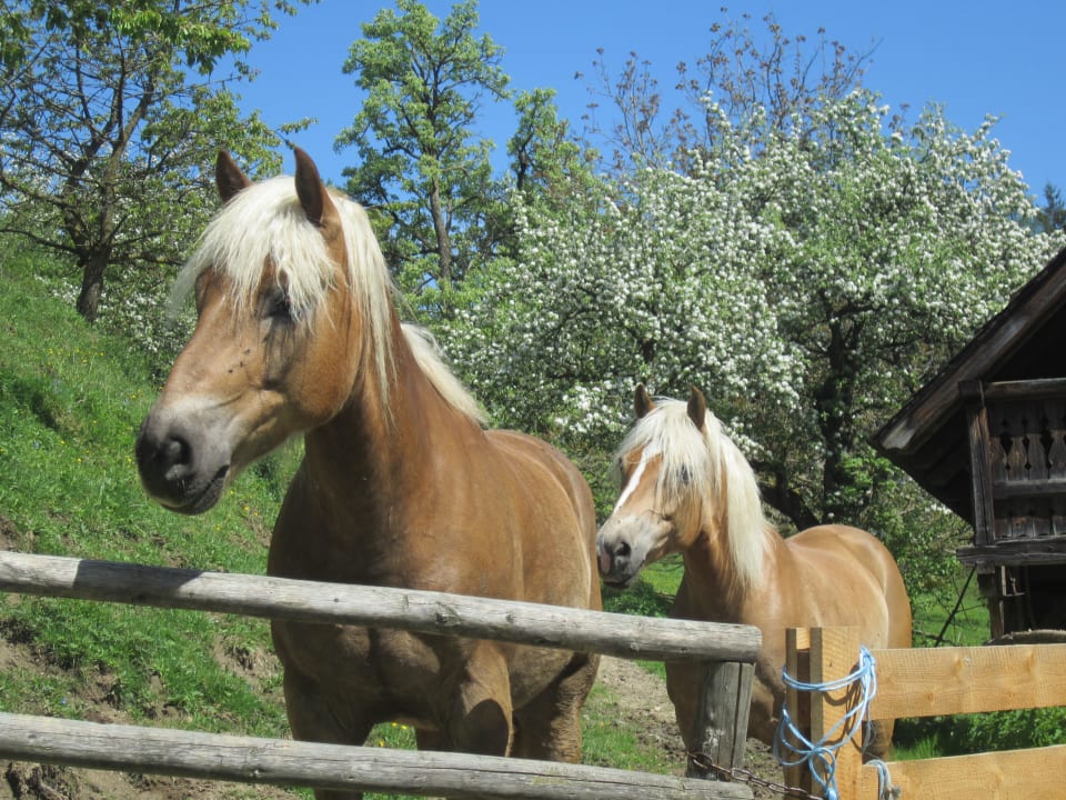 Haflinger Nebu und Edessa Familienbauernhof Haunzwicklhof