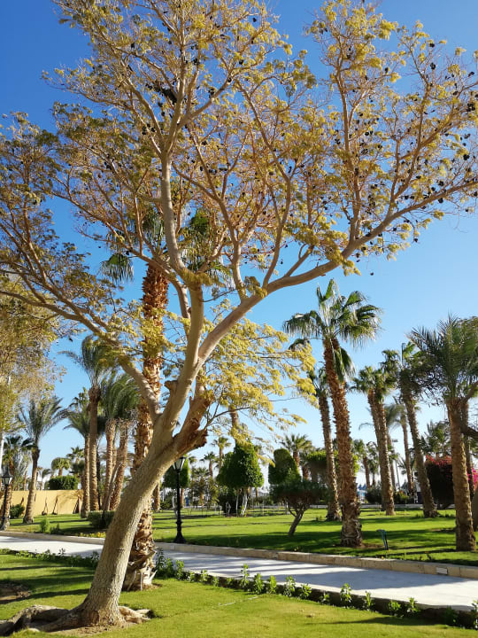 Gartenanlage The Grand Hotel Hurghada