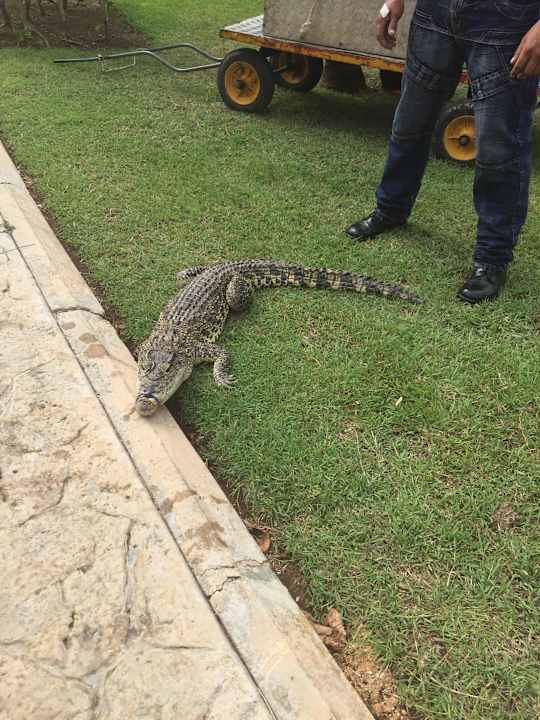 Krokodil Blau varadero - Adults only