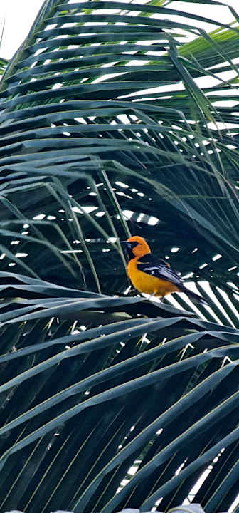 Gartenanlage Bahia Principe Grand Tulum