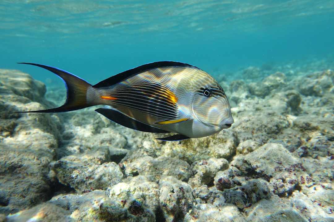 Strand Pickalbatros Villaggio Resort - Portofino