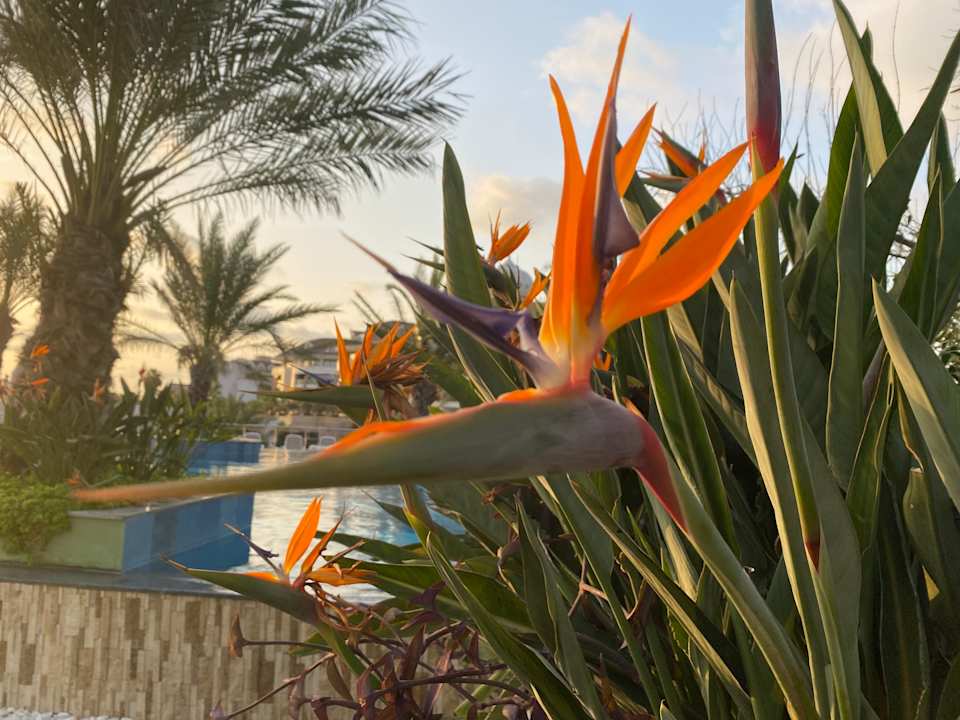 Pool Kirman Belazur Resort & Spa