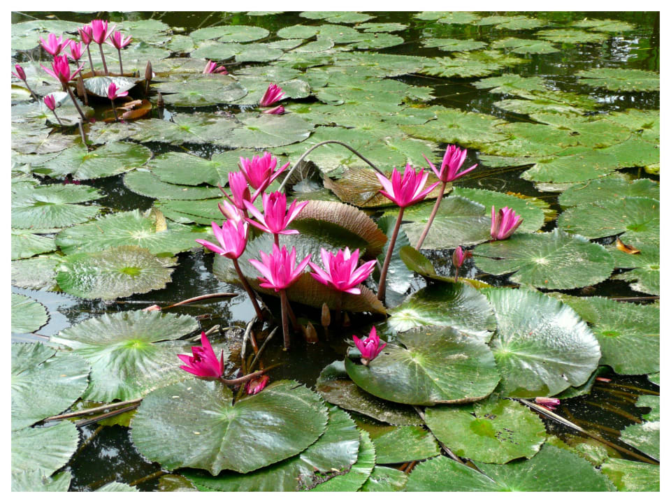 Tolle Flora The Fair House Beach Resort