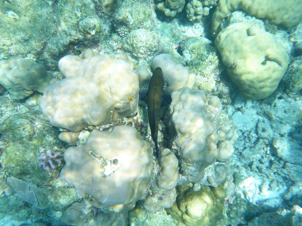 Beim Schnorcheln Filitheyo Island Resort