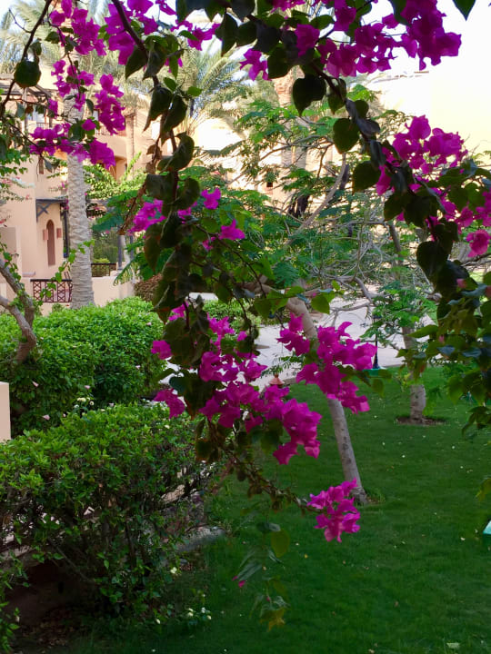 Gartenanlage Steigenberger Coraya Beach - Adults only