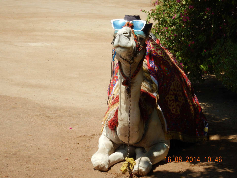 Hoteltaxi Arabia Azur Resort