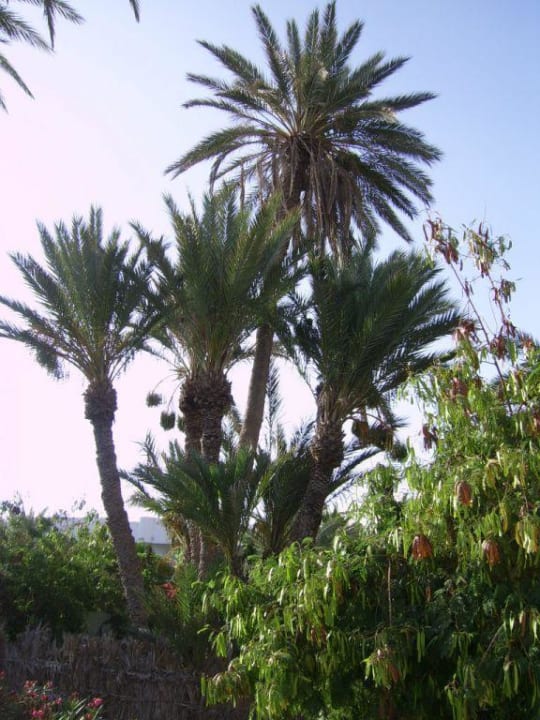 Gartenanlage Hotel Sangho Club Zarzis