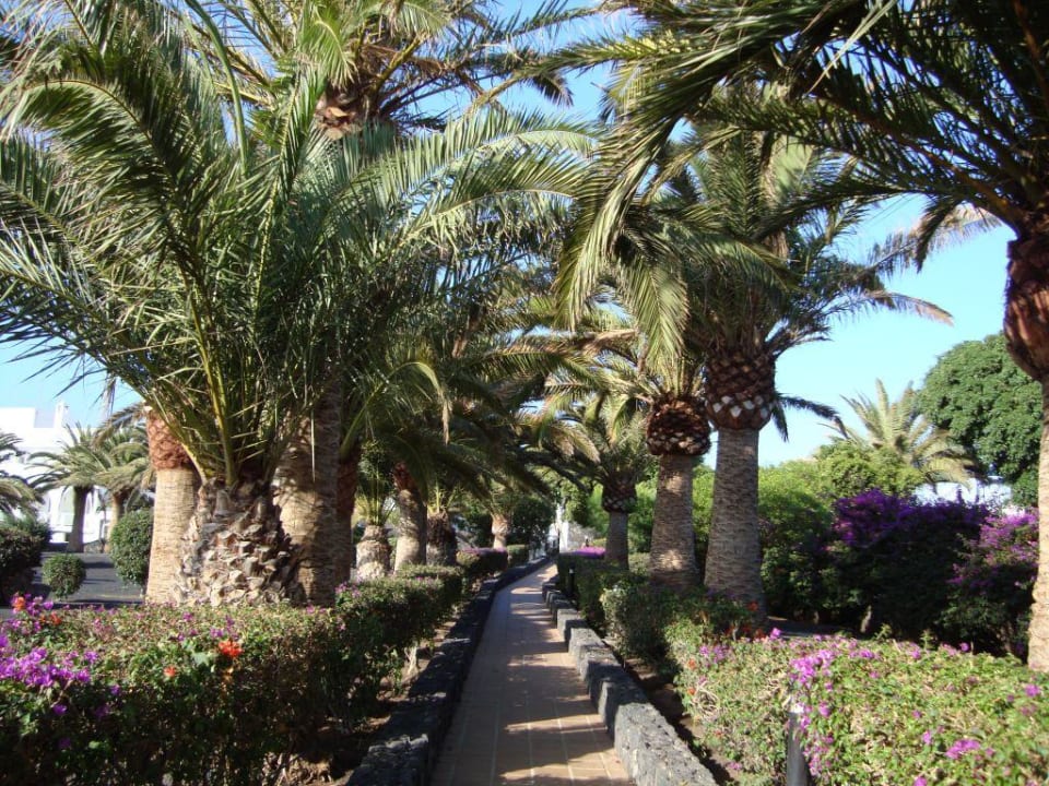 Appartment RIU Olivina Garten Relaxia Olivina