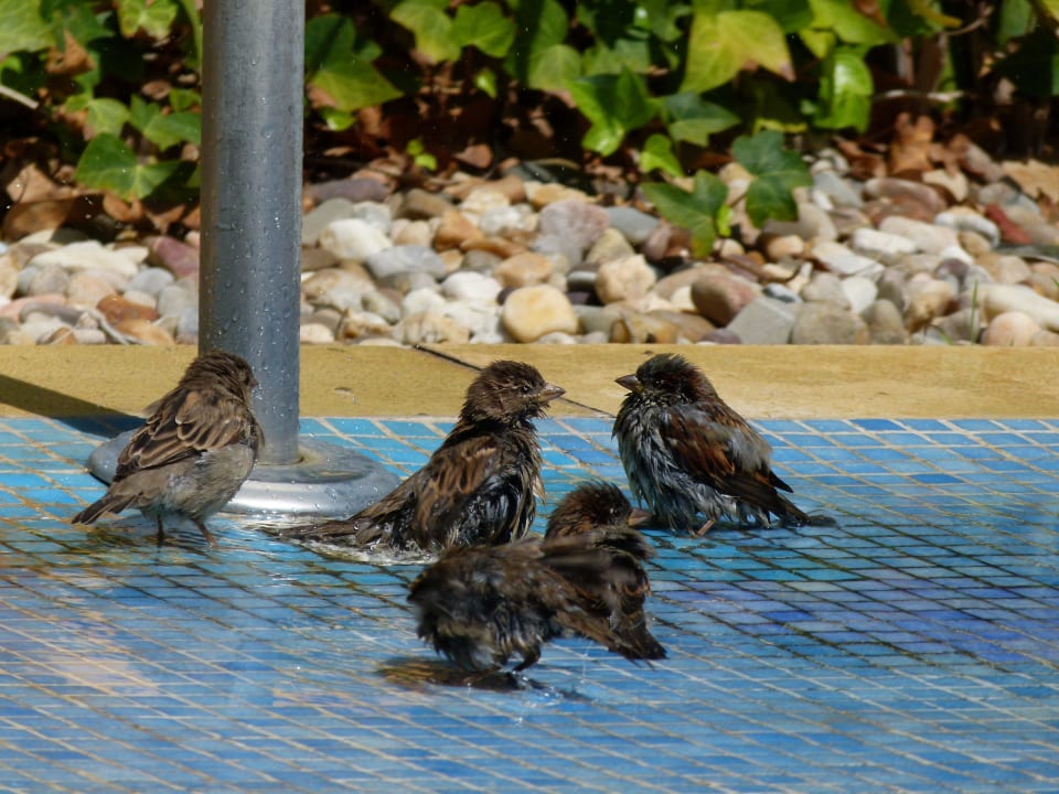 Badeanstalt für Spatzen NH Marina Portimão Resort