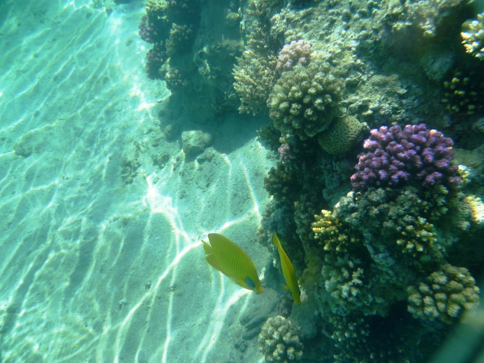 Riff Jaz Makadi Oasis Resort