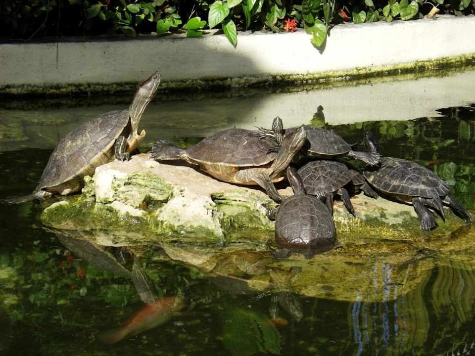 Schildkröten im Teich vor dem Bávaro Grand Palladium Select Bávaro Resort & Spa