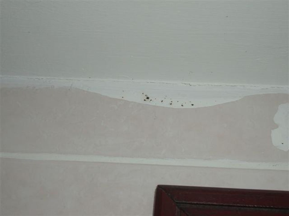 Schimmel überstrichen Botanik Hotel & Resort