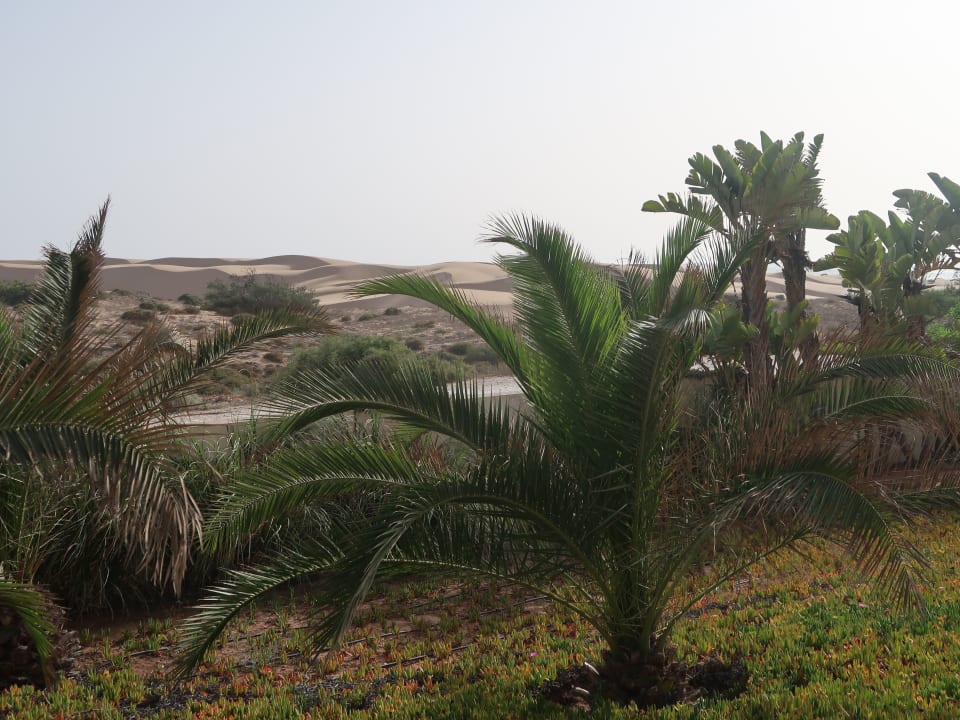 Gartenanlage ROBINSON AGADIR